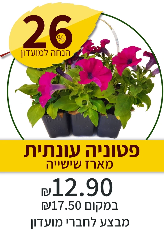 פטוניה עונתית